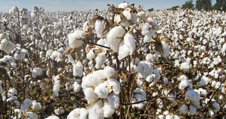 Disadvantages of conventional cotton: high water consumption and pollution, soil degradation, use of pesticides and fertilizers.