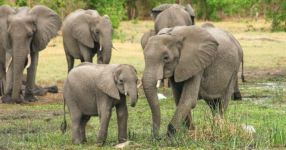 Узнайте о путешествии 16 азиатских слонов за пределы их естественной среды обитания.